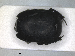  (Hister grandicollis - RMNH.INS.1531818)  @11 [ ] by-nc-sa (2024) Unspecified Naturalis Biodiversity Centre