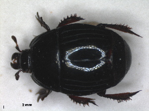  (Hister haroldi - RMNH.INS.1531821)  @11 [ ] by-nc-sa (2024) Unspecified Naturalis Biodiversity Centre