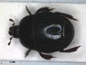  ( - RMNH.INS.1531822)  @11 [ ] by-nc-sa (2024) Unspecified Naturalis Biodiversity Centre