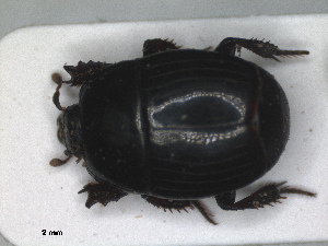  (Hister mediterraneus - RMNH.INS.1531827)  @11 [ ] by-nc-sa (2024) Unspecified Naturalis Biodiversity Centre