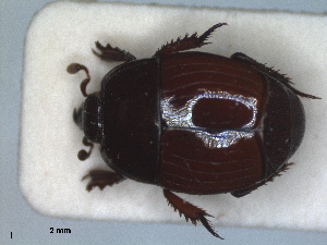  ( - RMNH.INS.1531829)  @11 [ ] by-nc-sa (2024) Unspecified Naturalis Biodiversity Centre