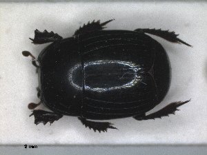  (Hister moerens - RMNH.INS.1531831)  @11 [ ] by-nc-sa (2024) Unspecified Naturalis Biodiversity Centre