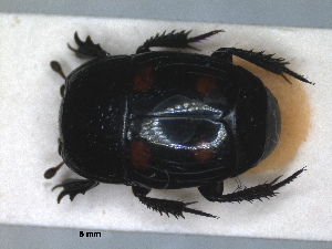  (Hister pustulosus - RMNH.INS.1531833)  @11 [ ] by-nc-sa (2024) Unspecified Naturalis Biodiversity Centre