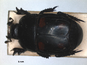  ( - RMNH.INS.1531834)  @11 [ ] by-nc-sa (2024) Unspecified Naturalis Biodiversity Centre