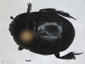  (Hister sepulchralis - RMNH.INS.1531837)  @11 [ ] by-nc-sa (2024) Unspecified Naturalis Biodiversity Centre