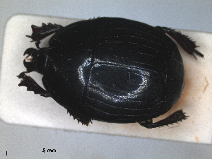  (Hister teter - RMNH.INS.1531838)  @11 [ ] by-nc-sa (2024) Unspecified Naturalis Biodiversity Centre
