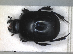  (Hister thoracicus - RMNH.INS.1531840)  @11 [ ] by-nc-sa (2024) Unspecified Naturalis Biodiversity Centre
