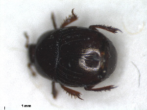  ( - RMNH.INS.1531846)  @11 [ ] by-nc-sa (2024) Unspecified Naturalis Biodiversity Centre