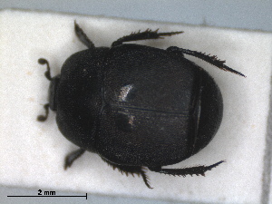 (Hypocaccus specularis - RMNH.INS.1531858)  @11 [ ] by-nc-sa (2024) Unspecified Naturalis Biodiversity Centre