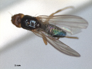  (Chamaepsila persimilis - RMNH.INS.1531869)  @11 [ ] by-nc-sa (2024) Unspecified Naturalis Biodiversity Centre