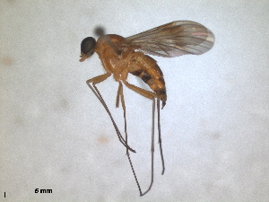  (Chrysopilus laetus - RMNH.INS.1531883)  @11 [ ] by-nc-sa (2024) Unspecified Naturalis Biodiversity Centre
