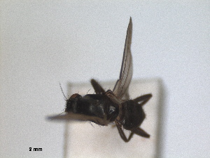  ( - RMNH.INS.1531918)  @11 [ ] by-nc-sa (2024) Unspecified Naturalis Biodiversity Centre