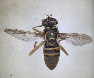  (Spilomyia saltuum - RMNH.INS.1531965)  @11 [ ] by-nc-sa (2024) Unspecified Naturalis Biodiversity Centre