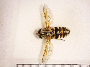  (Tabanus rectus - RMNH.INS.1531969)  @11 [ ] by-nc-sa (2024) Unspecified Naturalis Biodiversity Centre