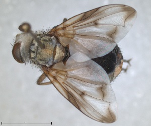  ( - RMNH.INS.1531984)  @11 [ ] by-nc-sa (2024) Unspecified Naturalis Biodiversity Centre