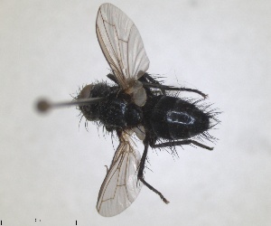  (Wagneria gagatea - RMNH.INS.1532043)  @11 [ ] by-nc-sa (2024) Unspecified Naturalis Biodiversity Centre