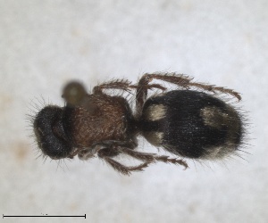  (Ronisia ghilianii - RMNH.INS.1532178)  @11 [ ] by-nc-sa (2024) Unspecified Naturalis Biodiversity Centre