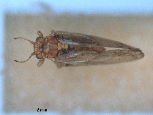  (Aphalara calthae - RMNH.INS.1645632)  @11 [ ] by-nc-sa (2024) Unspecified Naturalis Biodiversity Centre