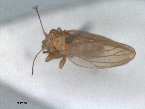  (Cacopsylla parvipennis - RMNH.INS.1645634)  @11 [ ] by-nc-sa (2024) Unspecified Naturalis Biodiversity Centre