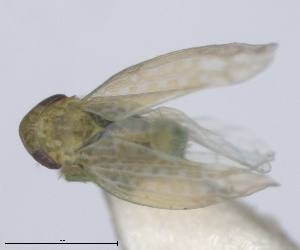  (Eremochlorita - RMNH.INS.1646021)  @11 [ ] by-nc-sa (2024) Unspecified Naturalis Biodiversity Centre