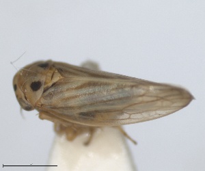 (Austroagallia avicula - RMNH.INS.1646052)  @11 [ ] by-nc-sa (2024) Unspecified Naturalis Biodiversity Centre