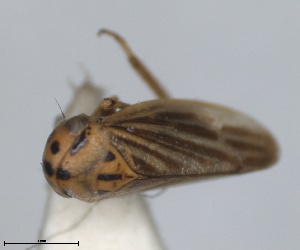  (Macropsidius dispar - RMNH.INS.1646763)  @11 [ ] by-nc-sa (2024) Unspecified Naturalis Biodiversity Centre