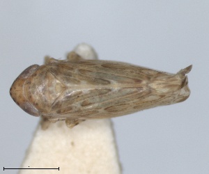  ( - RMNH.INS.1646781)  @11 [ ] by-nc-sa (2024) Unspecified Naturalis Biodiversity Centre