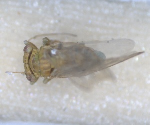  (Arytaina adenocarpi - RMNH.INS.1646829)  @11 [ ] by-nc-sa (2024) Unspecified Naturalis Biodiversity Centre
