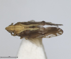  (Tropidocephala tuberipennis - RMNH.INS.1647129)  @11 [ ] by-nc-sa (2024) Unspecified Naturalis Biodiversity Centre