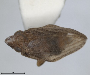  (Mycterodus denticulatus - RMNH.INS.1647142)  @11 [ ] by-nc-sa (2024) Unspecified Naturalis Biodiversity Centre