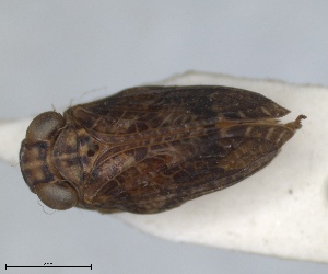  (Issus bellardi - RMNH.INS.1647145)  @11 [ ] by-nc-sa (2024) Unspecified Naturalis Biodiversity Centre