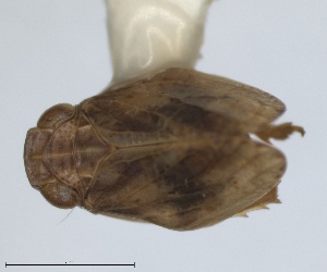  (Tshurtshurnella zelleri - RMNH.INS.1647148)  @11 [ ] by-nc-sa (2024) Unspecified Naturalis Biodiversity Centre