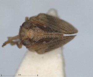  ( - RMNH.INS.1647153)  @11 [ ] by-nc-sa (2024) Unspecified Naturalis Biodiversity Centre
