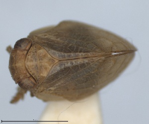  ( - RMNH.INS.1647155)  @11 [ ] by-nc-sa (2024) Unspecified Naturalis Biodiversity Centre