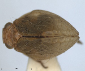  ( - RMNH.INS.1647156)  @11 [ ] by-nc-sa (2024) Unspecified Naturalis Biodiversity Centre