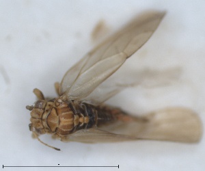  (Aphalara longicaudata - RMNH.INS.1647157)  @11 [ ] by-nc-sa (2024) Unspecified Naturalis Biodiversity Centre