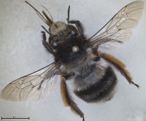  ( - RMNH.INS.1661560)  @11 [ ] by-nc-sa (2024) Unspecified Naturalis Biodiversity Centre