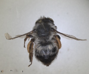  ( - RMNH.INS.1662245)  @11 [ ] by-nc-sa (2024) Unspecified Naturalis Biodiversity Centre