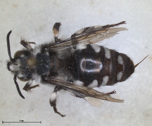  (Melecta prophanta - RMNH.INS.1662549)  @11 [ ] by-nc-sa (2024) Unspecified Naturalis Biodiversity Centre