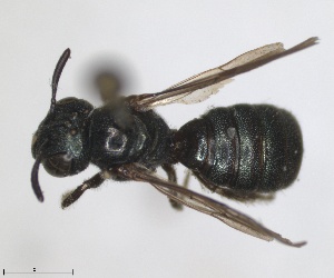  ( - RMNH.INS.1662682)  @11 [ ] by-nc-sa (2024) Unspecified Naturalis Biodiversity Centre