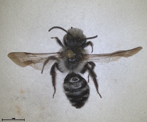  ( - RMNH.INS.1662862)  @11 [ ] by-nc-sa (2024) Unspecified Naturalis Biodiversity Centre