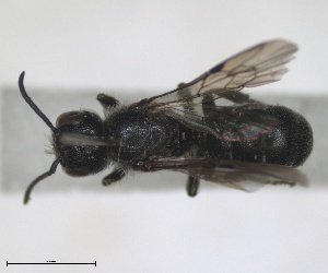 (Stenoheriades coelostoma - RMNH.INS.1715523)  @11 [ ] by-nc-sa (2025) Unspecified Naturalis Biodiversity Center