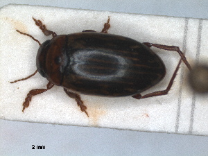  ( - RMNH.INS.663811)  @11 [ ] by-nc-sa (2023) Unspecified Naturalis Biodiversity Centre