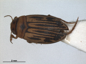  ( - RMNH.INS.664310)  @11 [ ] by-nc-sa (2023) Unspecified Naturalis Biodiversity Centre