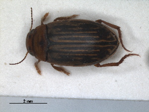  ( - RMNH.INS.926402)  @11 [ ] by-nc-sa (2023) Unspecified Naturalis Biodiversity Centre
