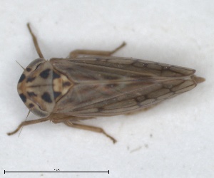  (Austroagallia hilaris - ZMA.INS.5135323)  @11 [ ] by-nc-sa (2024) Unspecified Naturalis Biodiversity Centre