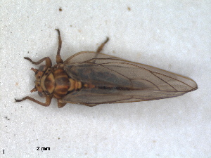  (Cacopsylla hippophaes - ZMA.INS.5139120)  @11 [ ] by-nc-sa (2024) Unspecified Naturalis Biodiversity Centre