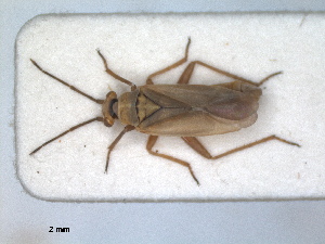  ( - ZMA.INS.5139124)  @11 [ ] by-nc-sa (2024) Unspecified Naturalis Biodiversity Centre