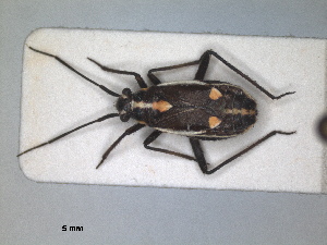  ( - ZMA.INS.5139126)  @11 [ ] by-nc-sa (2024) Unspecified Naturalis Biodiversity Centre