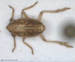  (Delphacidae_incertae_sedis - ZMA.INS.5139175)  @11 [ ] by-nc-sa (2024) Unspecified Naturalis Biodiversity Centre